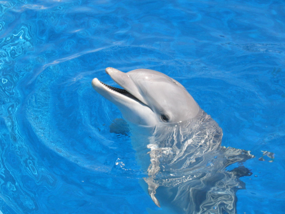 Delfines: un estudio piloto